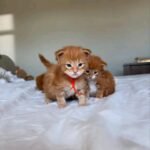 FB_IMG_17613258146770090