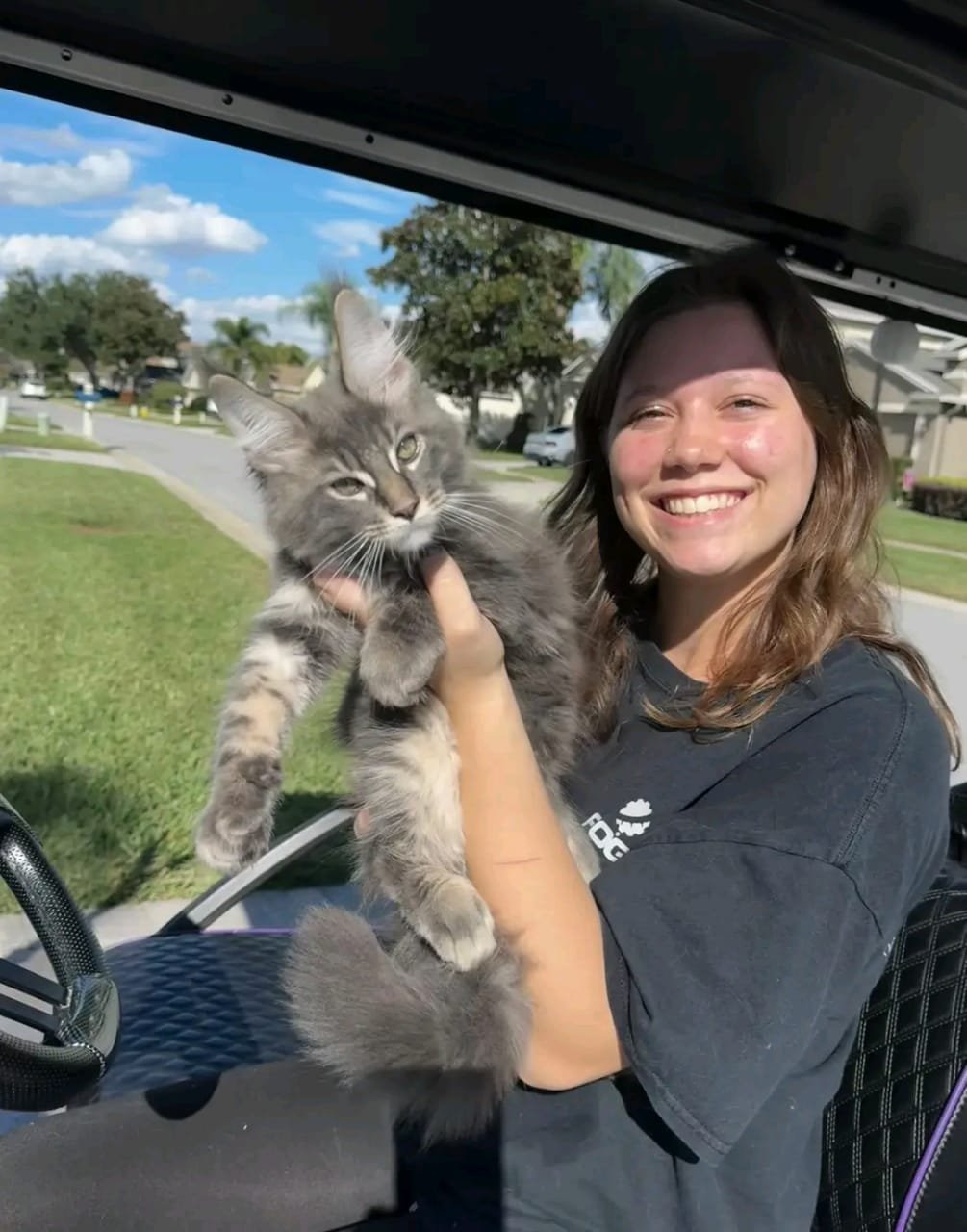 Maine Coon Kitten