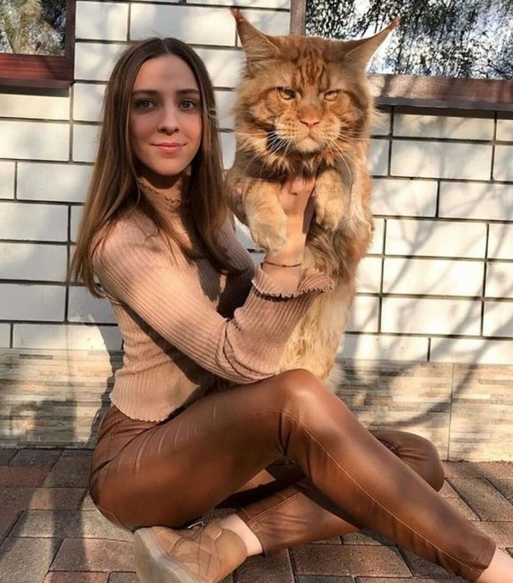 Maine Coon Kitten