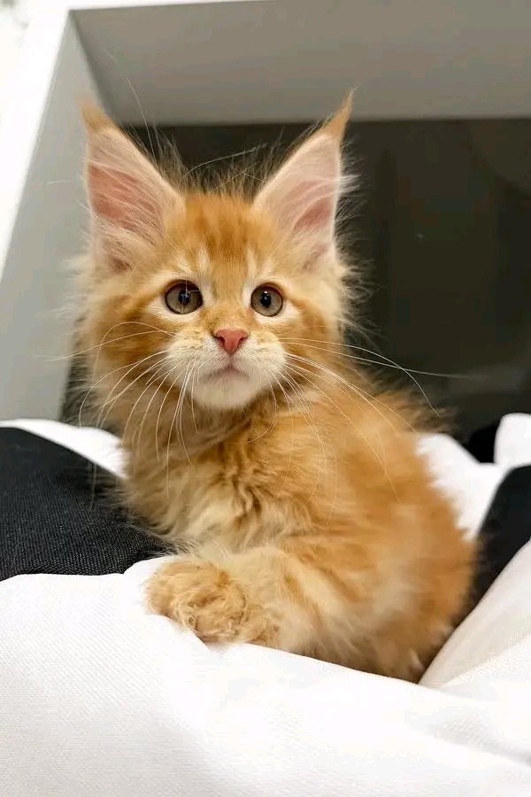Ginger - Image 3