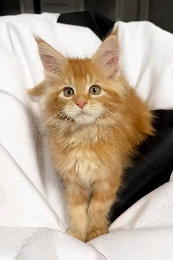 Ginger - Image 6