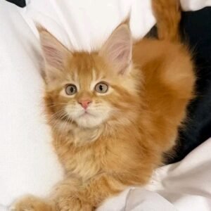 Ginger