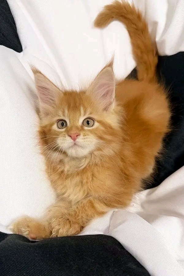 Ginger