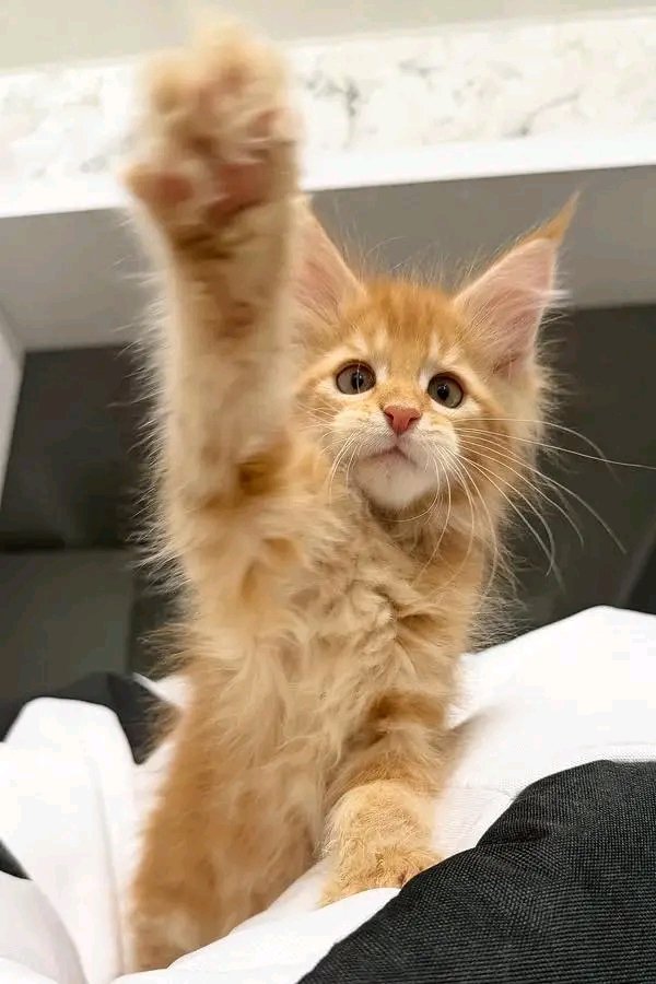 Ginger - Image 4