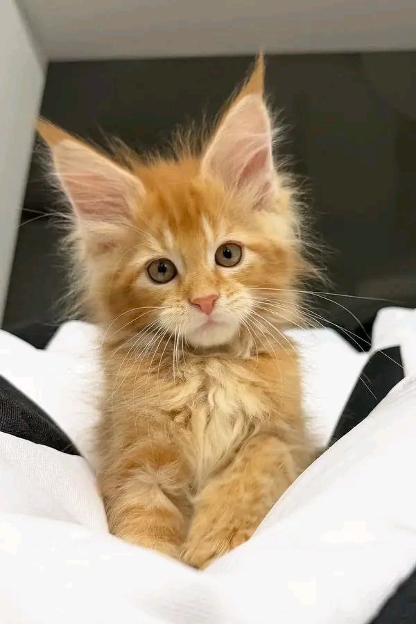 Ginger - Image 2