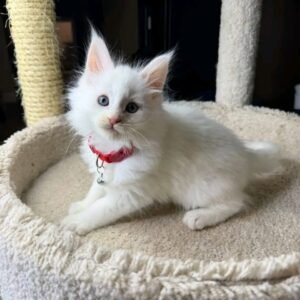 Snowball