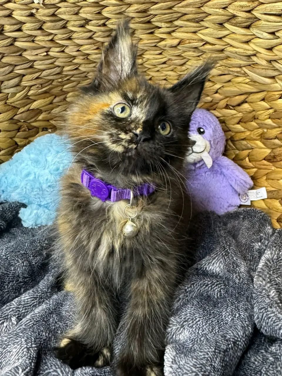 Mocha