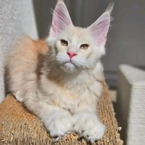 Snowball