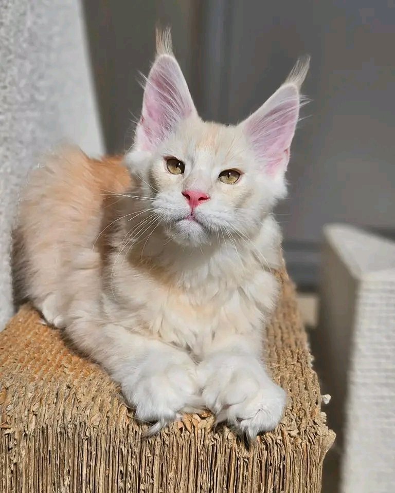 Snowball