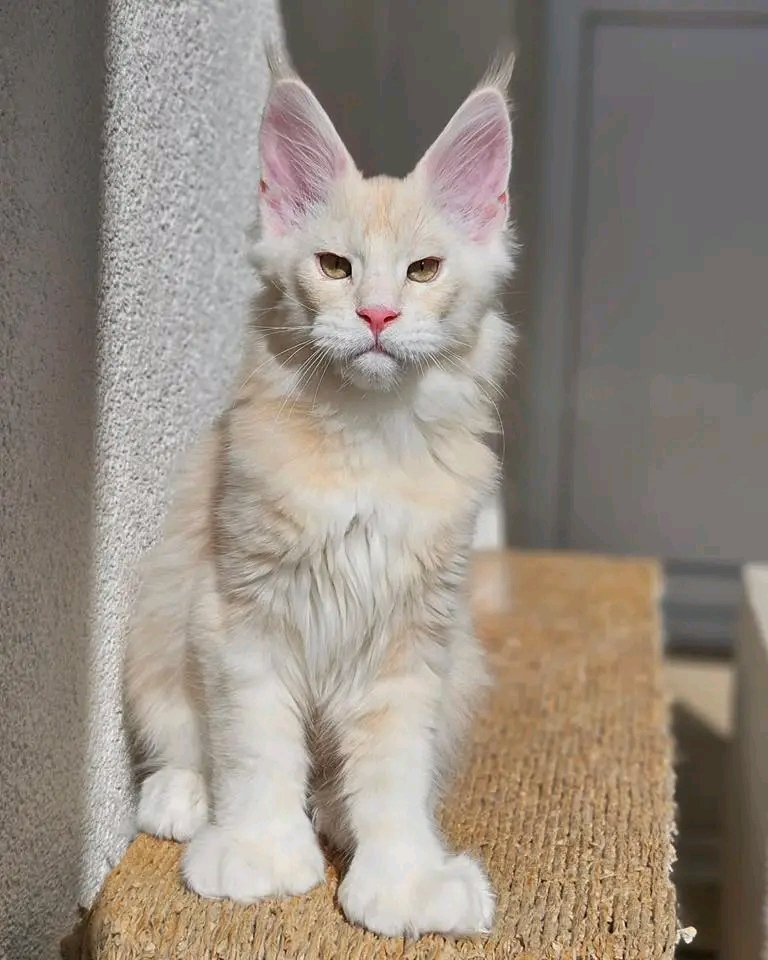 Snowball - Image 4
