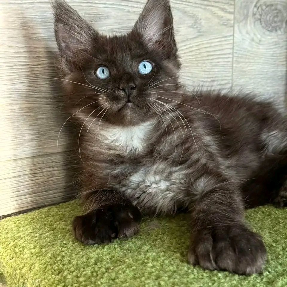 Smokey - Image 7
