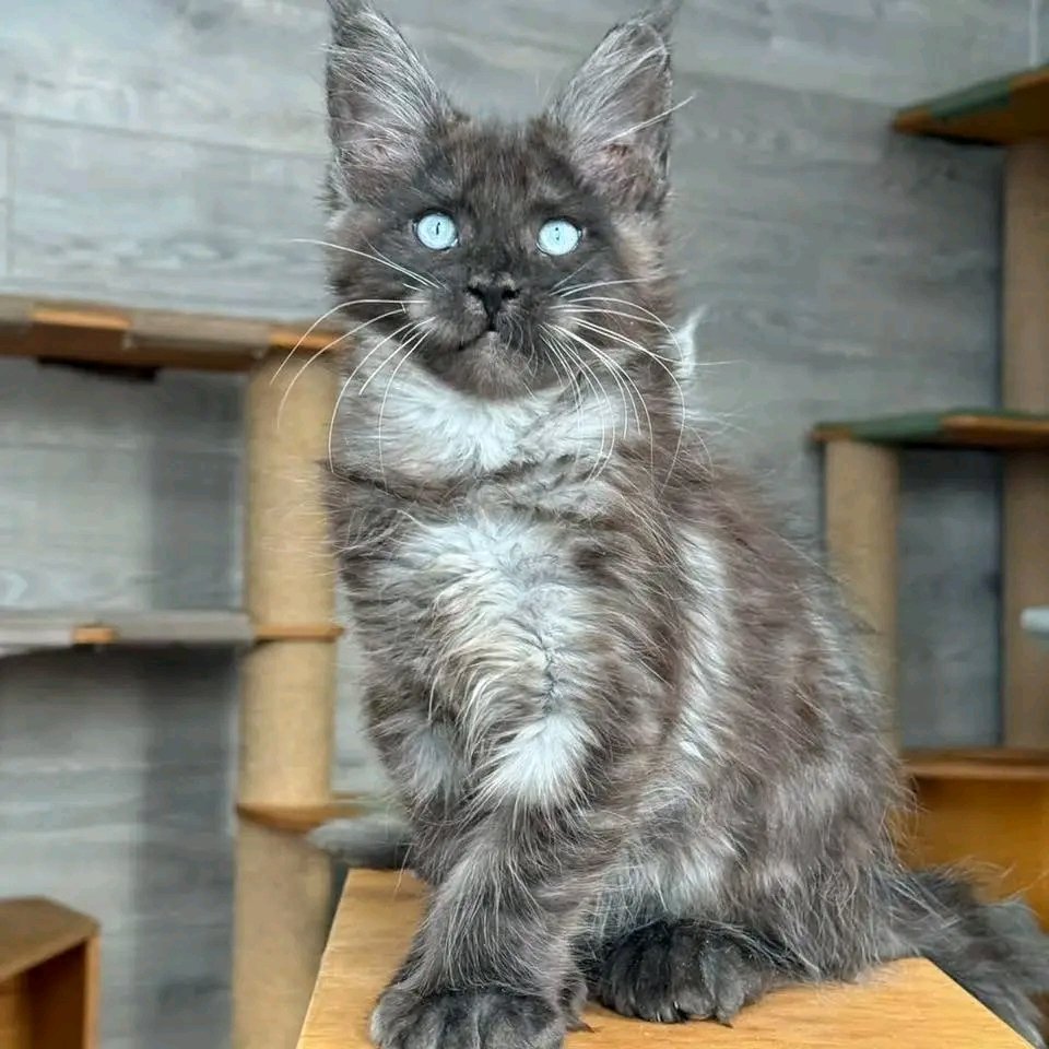 Smokey - Image 6