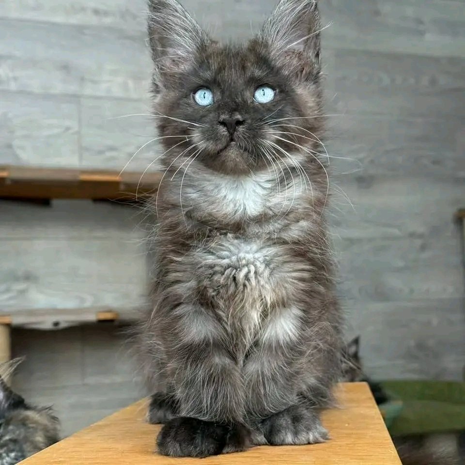 Smokey - Image 4