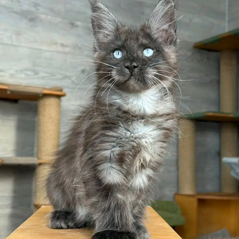 Smokey