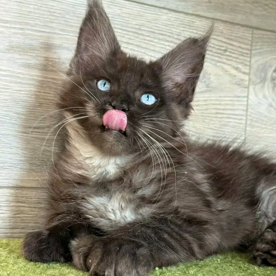 Smokey - Image 2