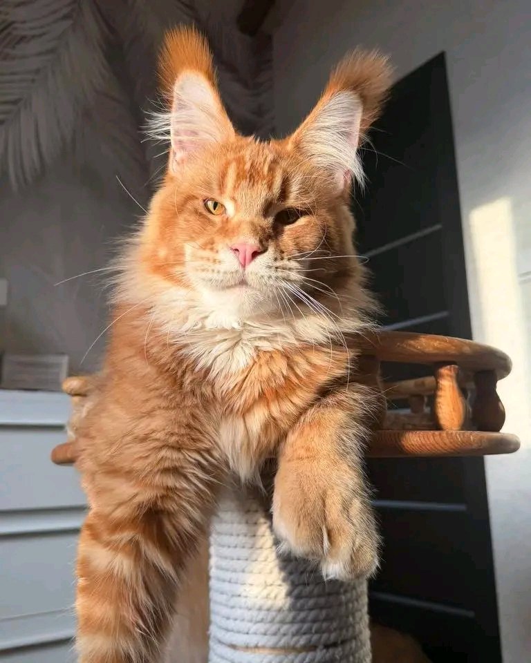 Rusty - Image 6