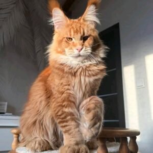 Rusty
