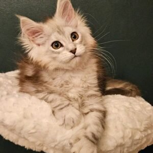 Willow