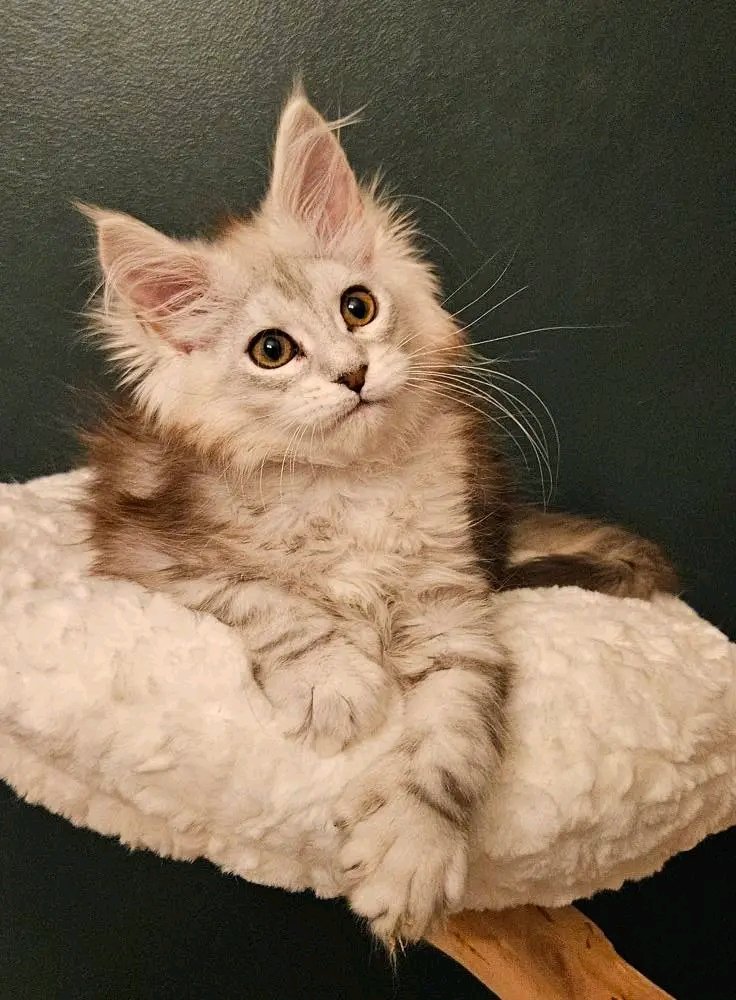 Willow