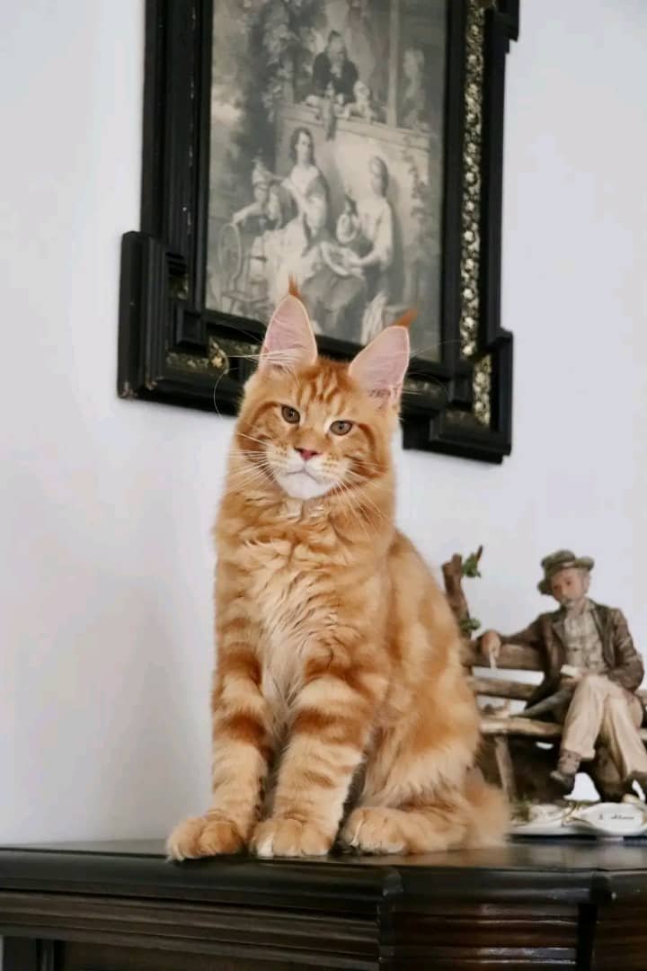 Cinnamon