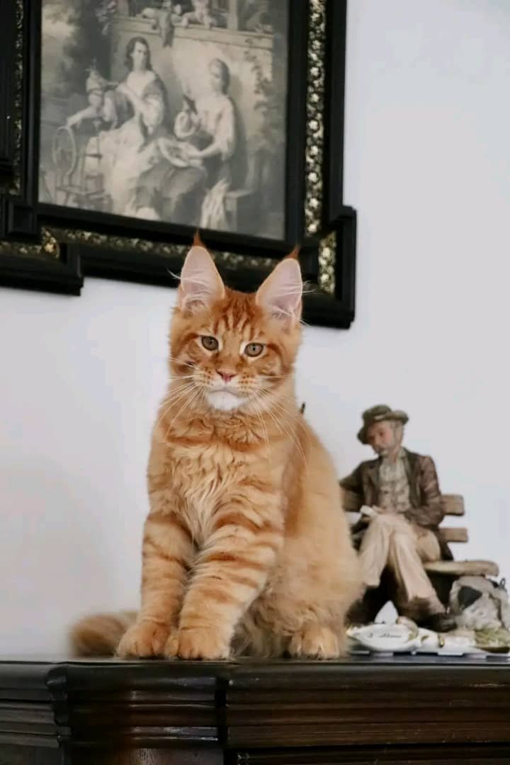 Cinnamon - Image 2