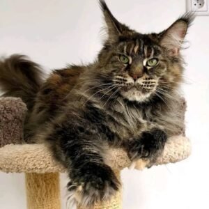 Odin