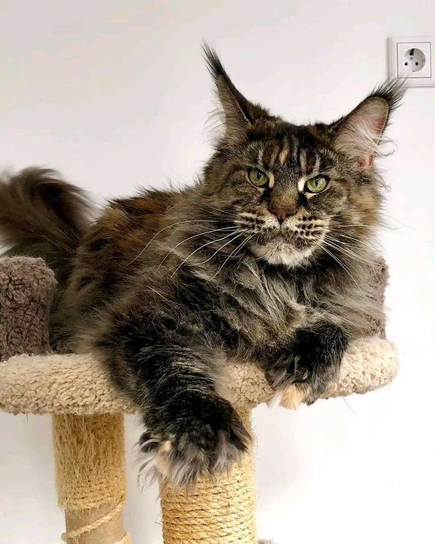 Odin
