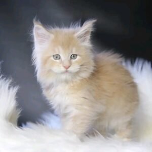 Cloud