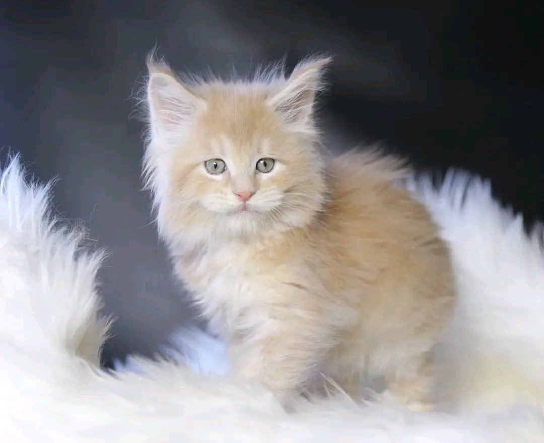 Cloud