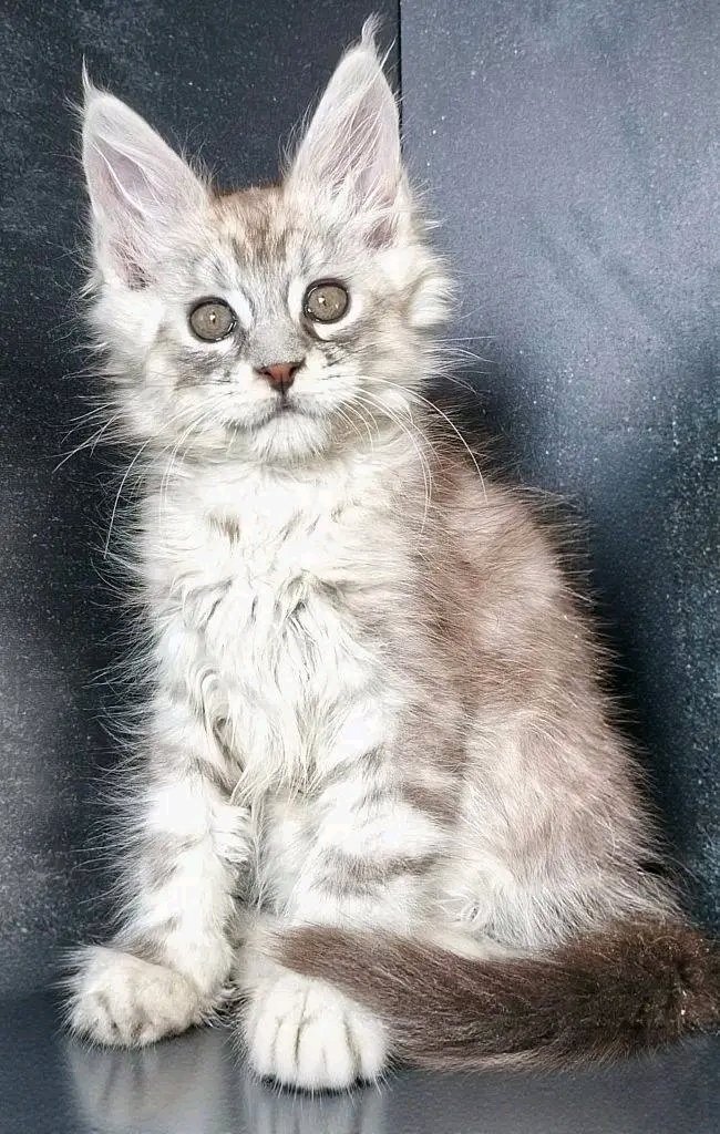 Hazel