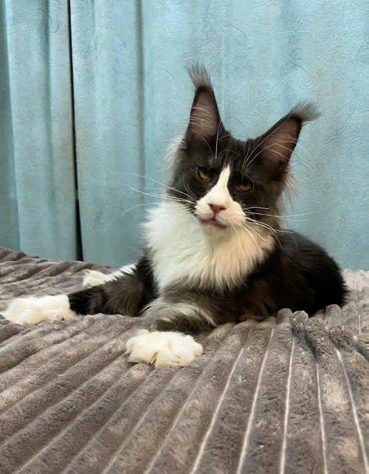 Oreo - Image 3