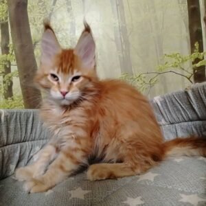 Maple