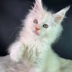 Pearl