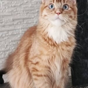 Amber