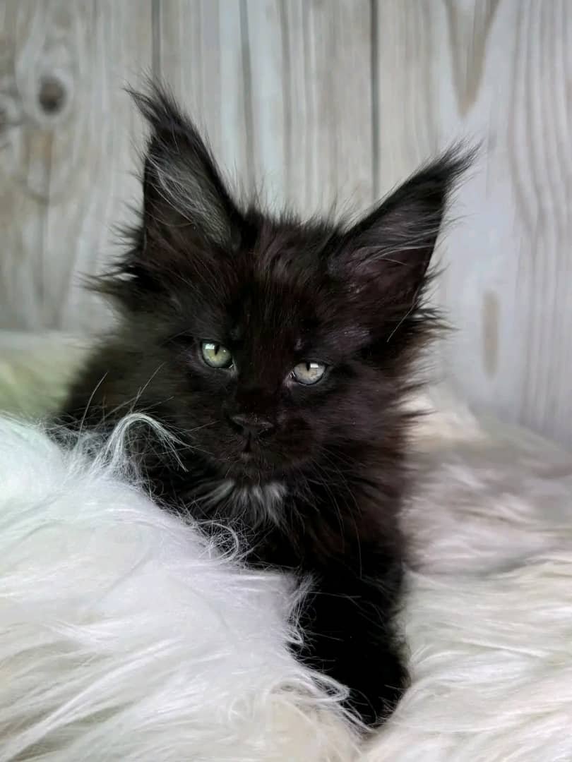 Midnight - Image 2