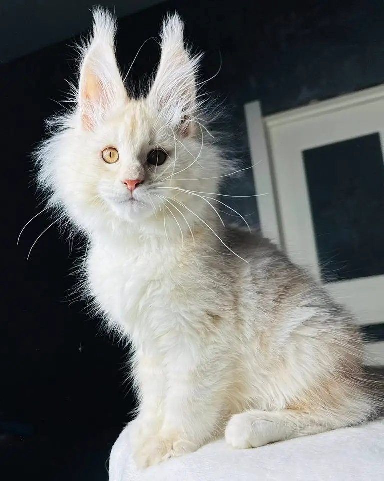 Sam