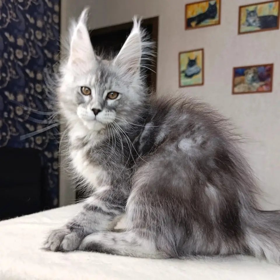 Echo