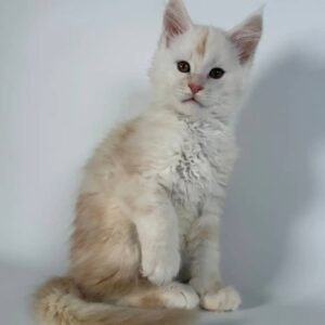 Nova