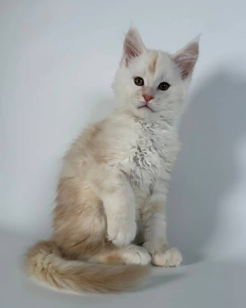 Nova