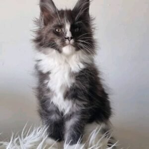 Sultan