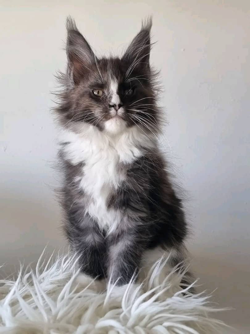 Sultan