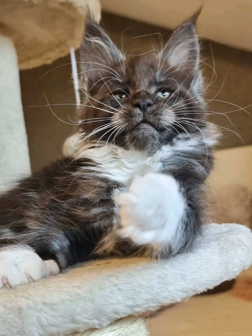 Bandit