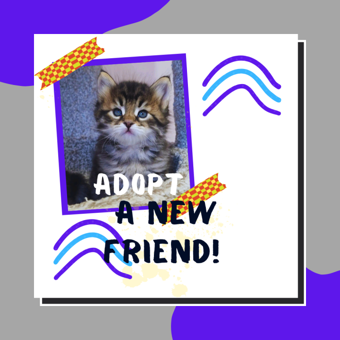 red and yellow playful pet adoption instagram post